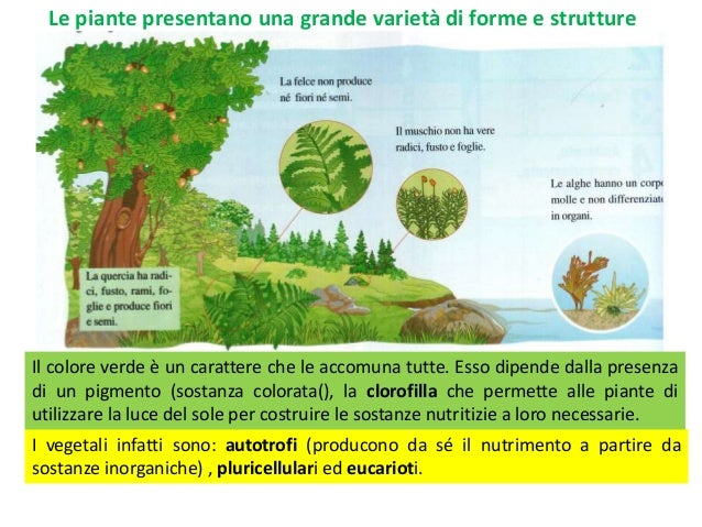 Le piante slideshare