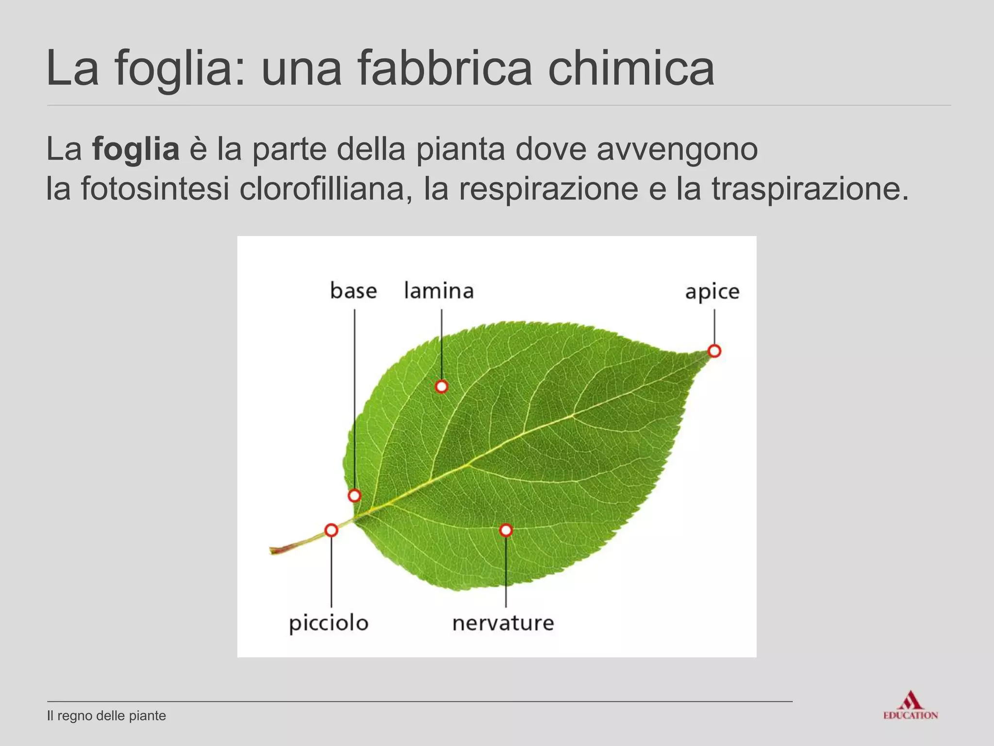 Paulownia Piemonte | Turin, image size:2048x1536