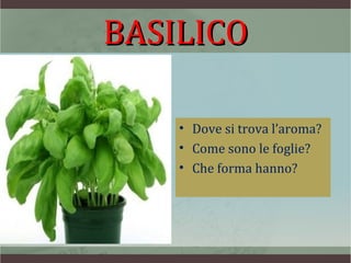 BASILICO

    • Dove si trova l’aroma?
    • Come sono le foglie?
    • Che forma hanno?
 