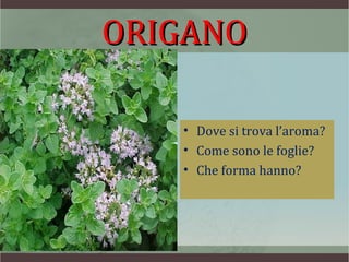 ORIGANO

   • Dove si trova l’aroma?
   • Come sono le foglie?
   • Che forma hanno?
 