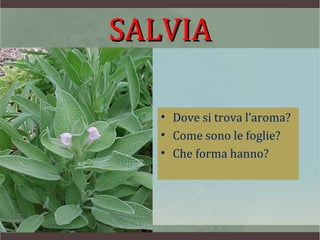 SALVIA

  • Dove si trova l’aroma?
  • Come sono le foglie?
  • Che forma hanno?
 