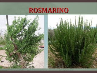 ROSMARINO
 