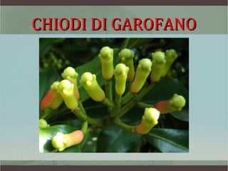 CHIODI DI GAROFANO
 