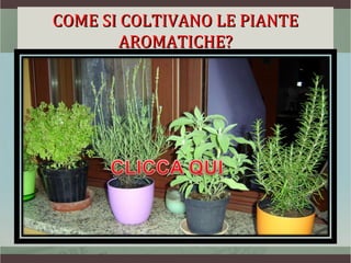 COME SI COLTIVANO LE PIANTE
       AROMATICHE?
 