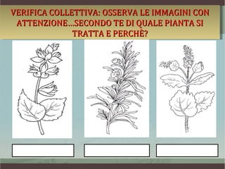 VERIFICA COLLETTIVA: OSSERVA LE IMMAGINI CON
 ATTENZIONE…SECONDO TE DI QUALE PIANTA SI
              TRATTA E PERCHÈ?
 
