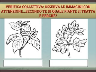 VERIFICA COLLETTIVA: OSSERVA LE IMMAGINI CON
ATTENZIONE…SECONDO TE DI QUALE PIANTE SI TRATTA
                   E PERCHÈ?
 