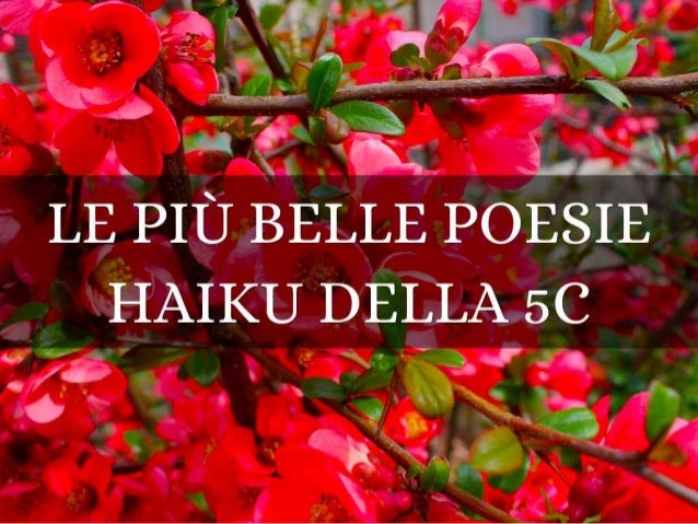 Le più belle poesie haiku della 5 c