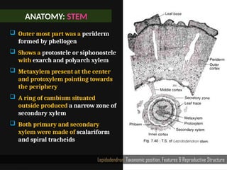 ANATOMY: STEM
Lepidodendron: Taxonomic position, Features & Reproductive Structure
 Outer most part was a periderm
formed by phellogen
 Shows a protostele or siphonostele
with exarch and polyarch xylem
 Metaxylem present at the center
and protoxylem pointing towards
the periphery
 A ring of cambium situated
outside produced a narrow zone of
secondary xylem
 Both primary and secondary
xylem were made of scalariform
and spiral tracheids
 