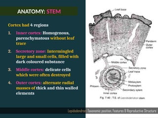 ANATOMY: STEM
Lepidodendron: Taxonomic position, Features & Reproductive Structure
Cortex had 4 regions
1. Inner cortex: Homogenous,
parenchymatous without leaf
trace
2. Secretory zone: Intermingled
large and small cells, filled with
dark coloured substance
3. Middle cortex: delicate cells
which were often destroyed
4. Outer cortex: alternate radial
masses of thick and thin walled
elements
 