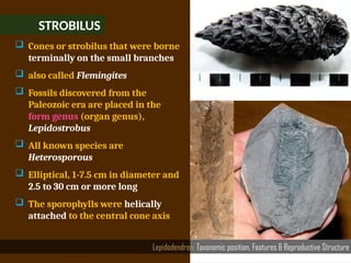 STROBILUS
Lepidodendron: Taxonomic position, Features & Reproductive Structure
 Cones or strobilus that were borne
terminally on the small branches
 also called Flemingites
 Fossils discovered from the
Paleozoic era are placed in the
form genus (organ genus),
Lepidostrobus
 All known species are
Heterosporous
 Elliptical, 1-7.5 cm in diameter and
2.5 to 30 cm or more long
 The sporophylls were helically
attached to the central cone axis
 