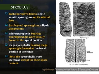 STROBILUS
Lepidodendron: Taxonomic position, Features & Reproductive Structure
 Each sporophyll bore a single
sessile sporangium on its adaxial
face
 Just beyond sporangium, a ligule
was present
 microsporophylls bearing
microsporangia were usually
borne in the apical portion
 megasporophylls bearing mega­
sporangia formed at the basal
portion of the cones
 Both the sporophylls were
identical, except for their spore
content.
 