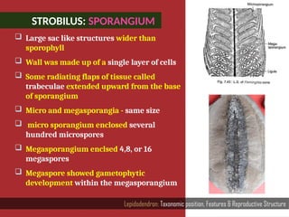STROBILUS: SPORANGIUM
Lepidodendron: Taxonomic position, Features & Reproductive Structure
 Large sac like structures wider than
sporophyll
 Wall was made up of a single layer of cells
 Some radiating flaps of tissue called
trabeculae extended upward from the base
of sporangium
 Micro and megasporangia - same size
 micro sporangium enclosed several
hundred microspores
 Megasporangium enclsed 4,8, or 16
megaspores
 Megaspore showed gametophytic
development within the megasporangium
 