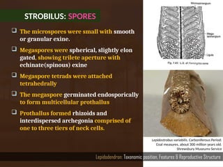 STROBILUS: SPORES
Lepidodendron: Taxonomic position, Features & Reproductive Structure
 The microspores were small with smooth
or granular exine.
 Megaspores were spherical, slightly elon­
gated, showing trilete aperture with
echinate(spinous) exine
 Megaspore tetrads were attached
tetrahedrally
 The megaspore germinated endosporically
to form multicellular prothallus
 Prothallus formed rhizoids and
interdispersed archegonia comprised of
one to three tiers of neck cells.
Lepidostrobus variabilis. Carboniferous Period:
Coal measures, about 300 million years old.
Shrewsbury Museums Service
 