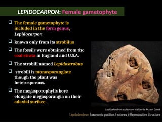 Lepidodendron: Taxonomic position, Features & Reproductive Structure
 The female gametophyte is
included in the form genus,
Lepidocarpon
 known only from its strobilus
 The fossils were obtained from the
coal strata in England and U.S.A.
 The strobili named Lepidostrobus
 strobili is monosporangiate
though the plant was
heterosporous.
 The megasporophylls bore
elongate megasporangia on their
adaxial surface.
Lepidodendron aculeatum in siderite Mazon Creek
LEPIDOCARPON: Female gametophyte
 