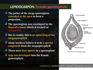 Lepidodendron: Taxonomic position, Features & Reproductive Structure
 The jacket of the mega-sporangium
extended at the apex to form a
projection.
 The sporangium was enveloped by the
flaps of a tissue which is termed as
integument
 But in reality, this is an upturning of the
megasporophyll
 many workers believe it to be a special
outgrowth from the megasporophyll.
 There were four spores in a sporangium
 only one developed into the female
gametophyte.
LEPIDOCARPON: Female gametophyte
 