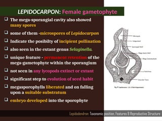 Lepidodendron: Taxonomic position, Features & Reproductive Structure
 The mega-sporangial cavity also showed
many spores
 some of them -microspores of Lepidocarpon
 Indicate the posibilty of incipient pollination
 also seen in the extant genus Selaginella.
 unique feature - permanent retention of the
mega-gametophyte within the sporangium
 not seen in any lycopods extinct or extant
 significant step to evolution of seed habit
 megasporophylls liberated and on falling
upon a suitable substratum
 embryo developed into the sporophyte
LEPIDOCARPON: Female gametophyte
 