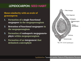 LEPIDOCARPON: SEED HABIT
Lepidodendron: Taxonomic position, Features & Reproductive Structure
Shows simi­
larity with an ovule of
gymnosperm
1. Formation of a single functional
megaspore in the megasporangium
2. Retention of functional megaspore in
the megasporangium
3. Formation of endosporic megagameto-
phyte within megasporangium
4. Formation of an integument that
delimited a microphyle
 