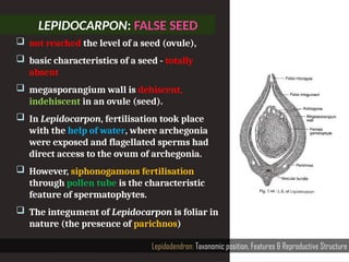 LEPIDOCARPON: FALSE SEED
Lepidodendron: Taxonomic position, Features & Reproductive Structure
 not reached the level of a seed (ovule),
 basic charac­
teristics of a seed - totally
absent
 megasporangium wall is dehiscent,
indehiscent in an ovule (seed).
 In Lepidocarpon, fertilisation took place
with the help of water, where archegonia
were exposed and flagellated sperms had
direct access to the ovum of archegonia.
 However, siphonogamous fertilisation
through pollen tube is the characteristic
feature of spermatophytes.
 The integument of Lepidocarpon is foliar in
nature (the presence of parichnos)
 