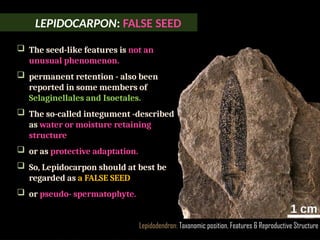 LEPIDOCARPON: FALSE SEED
Lepidodendron: Taxonomic position, Features & Reproductive Structure
 The seed-like features is not an
unusual phenomenon.
 permanent retention - also been
reported in some members of
Selaginellales and Isoetales.
 The so-called integument -described
as water or moisture retaining
structure
 or as protective adaptation.
 So, Lepidocarpon should at best be
regarded as a FALSE SEED
 or pseudo- spermatophyte.
 