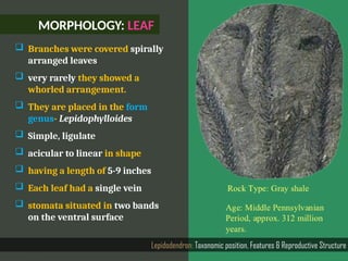 MORPHOLOGY: LEAF
Lepidodendron: Taxonomic position, Features & Reproductive Structure
 Branches were covered spirally
arranged leaves
 very rarely they showed a
whorled arrangement.
 They are placed in the form
genus- Lepidophylloides
 Simple, ligulate
 acicular to linear in shape
 having a length of 5-9 inches
 Each leaf had a single vein
 stomata situated in two bands
on the ventral surface
 