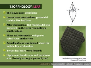 MORPHOLOGY: LEAF
 The leaves were deciduous
 Leaves were attached to a pyramidal
cushion like leaf base
 After abscission a flat rhomboidal scar
persisted on the stem resembling a
small cushion
 These scars formed as oblique or
spiral rows on the stem
 Actual leaf scar was formed above the
middle line of rhombus
 3 types leaf scars were formed;
 Ligule scar, bundle scar and parichnos
scar (Loosely arranged parenchyma)
Lepidodendron: Taxonomic position, Features & Reproductive Structure
Lepidodendron on display at the State
Museum of Pennsylvania
 