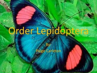 Order Lepidoptera By: Paige Carleton 