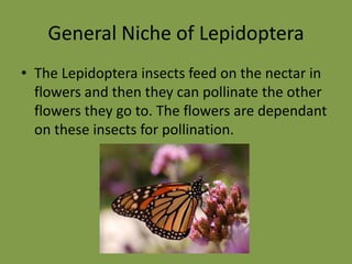 Common Members of LepidopterabutterflymothMoth vs. ButterflyButterflies have clubbed antennas and the habit of holding their wings vertically when at rest.