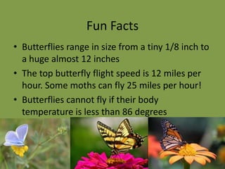 Why are butterflies so colorful?Sometimes the colors are bright and are intended to warn away potential predators. This indicates that they taste bad to a predator. Other times the bright colors are meant to attract mates. Some are colored to look very much like a food plant in order to help the insect hide. 