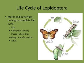 Life Cycle of LepidopteraMoths and butterflies undergo a complete life cycle.EggCaterpillar (larvae)Pupae- where they undergo  transformationAdult