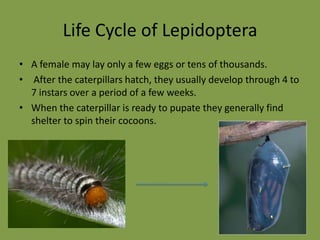 Life Cycle of LepidopteraA female may lay only a few eggs or tens of thousands. 