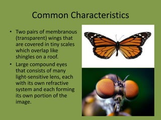  After the caterpillars hatch, they usually develop through 4 to 7 instars over a period of a few weeks. 