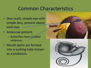 When the caterpillar is ready to pupate they generally find shelter to spin their cocoons.   Common CharacteristicsTwo pairs of membranous (transparent) wings that are covered in tiny scales which overlap like shingles on a roof. Large compound eyes that consists of many light-sensitive lens, each with its own refractive system and each forming its own portion of the image. 