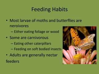 Anatomy of a Butterfly 