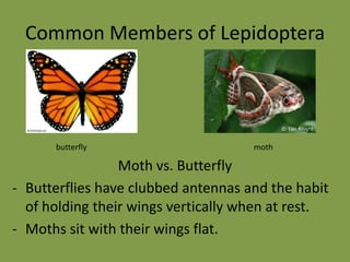 Feeding HabitsMost larvae of moths and butterflies are neroivoresEither eating foliage or woodSome are carnivorousEating other caterpillarsFeeding on soft bodied insectsAdults are generally nectar feeders