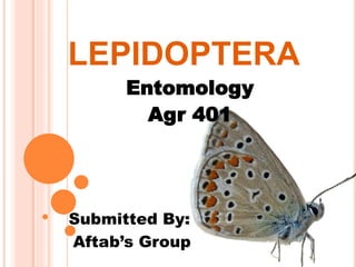 LEPIDOPTERA
Entomology
Agr 401
Submitted By:
Aftab’s Group
 