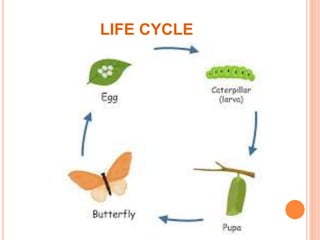 LIFE CYCLE
 