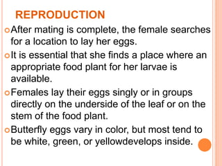 REPRODUCTION
After mating is complete, the female searches
for a location to lay her eggs.
It is essential that she finds a place where an
appropriate food plant for her larvae is
available.
Females lay their eggs singly or in groups
directly on the underside of the leaf or on the
stem of the food plant.
Butterfly eggs vary in color, but most tend to
be white, green, or yellowdevelops inside.
 