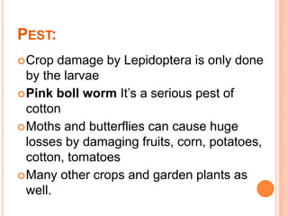 PEST:
Crop damage by Lepidoptera is only done
by the larvae
Pink boll worm It’s a serious pest of
cotton
Moths and butterflies can cause huge
losses by damaging fruits, corn, potatoes,
cotton, tomatoes
Many other crops and garden plants as
well.
 