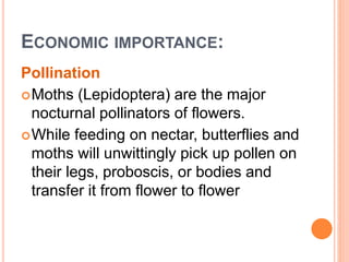 ECONOMIC IMPORTANCE:
Pollination
Moths (Lepidoptera) are the major
nocturnal pollinators of flowers.
While feeding on nectar, butterflies and
moths will unwittingly pick up pollen on
their legs, proboscis, or bodies and
transfer it from flower to flower
 