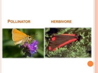 POLLINATOR HERBIVORE
 