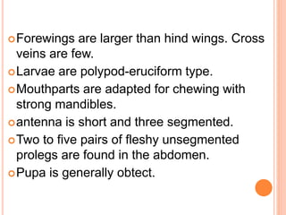 Forewings are larger than hind wings. Cross
veins are few.
Larvae are polypod-eruciform type.
Mouthparts are adapted for chewing with
strong mandibles.
antenna is short and three segmented.
Two to five pairs of fleshy unsegmented
prolegs are found in the abdomen.
Pupa is generally obtect.
 