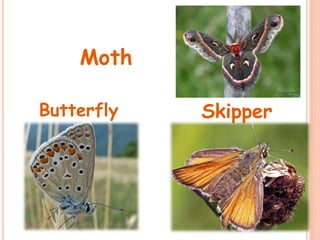 Butterfly Skipper
Moth
 
