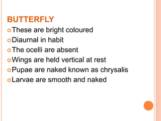 BUTTERFLY
These are bright coloured
Diaurnal in habit
The ocelli are absent
Wings are held vertical at rest
Pupae are naked known as chrysalis
Larvae are smooth and naked
 