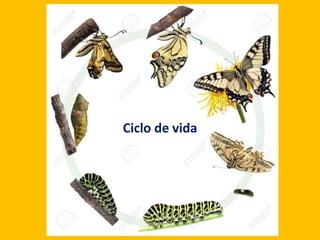 Ciclo de vida