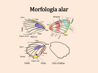 Morfología alar