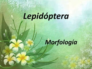 Lepidóptera
Morfología
 