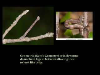 Lepidoptera larvae | PPTX