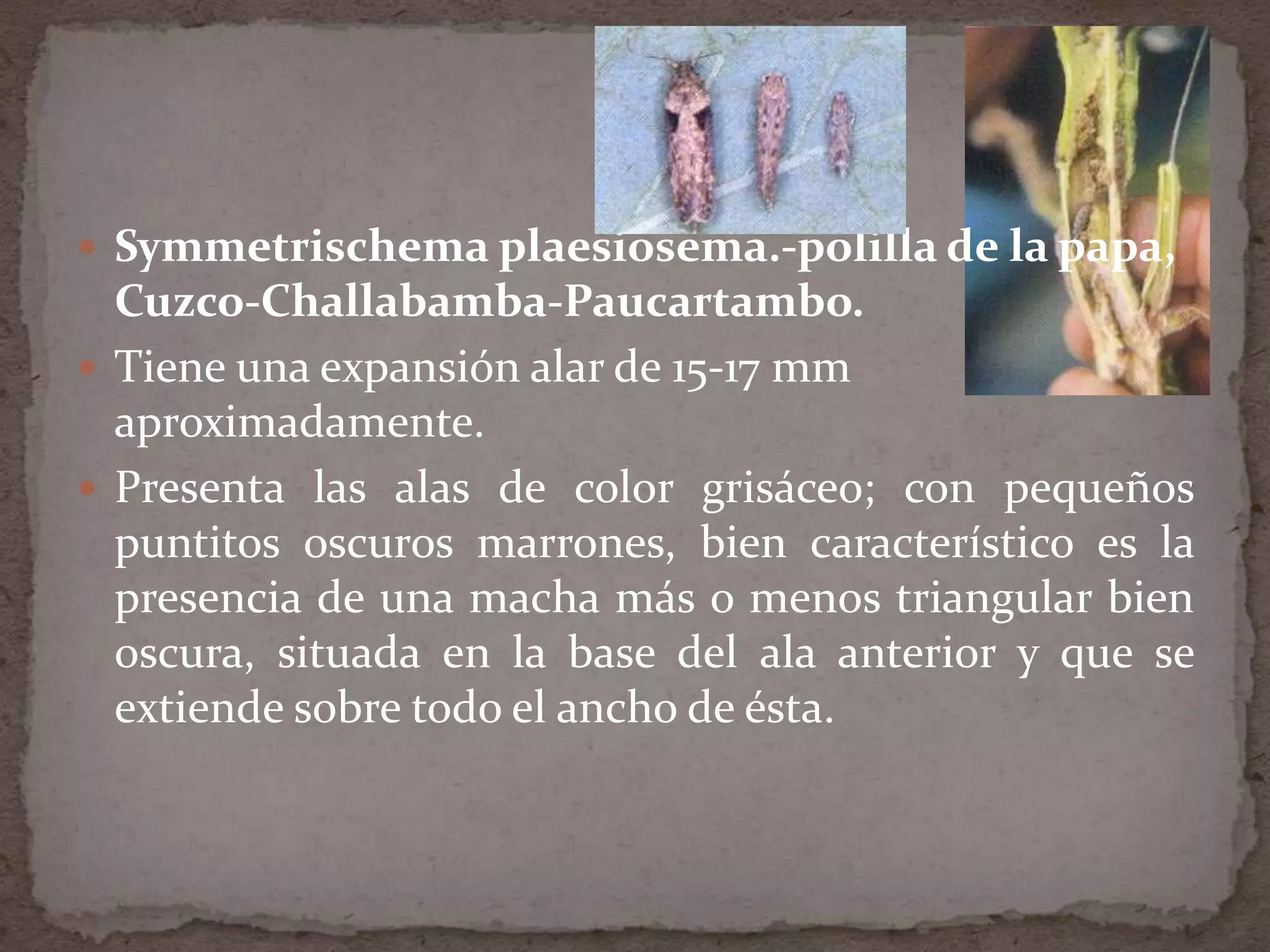  Symmetrischema plaesiosema.-polilla de la papa,
  Cuzco-Challabamba-Paucartambo.
 Tiene una expansión alar de 15-17 mm
  aproximadamente.
 Presenta las alas de color grisáceo; con pequeños
  puntitos oscuros marrones, bien característico es la
  presencia de una macha más o menos triangular bien
  oscura, situada en la base del ala anterior y que se
  extiende sobre todo el ancho de ésta.
 
