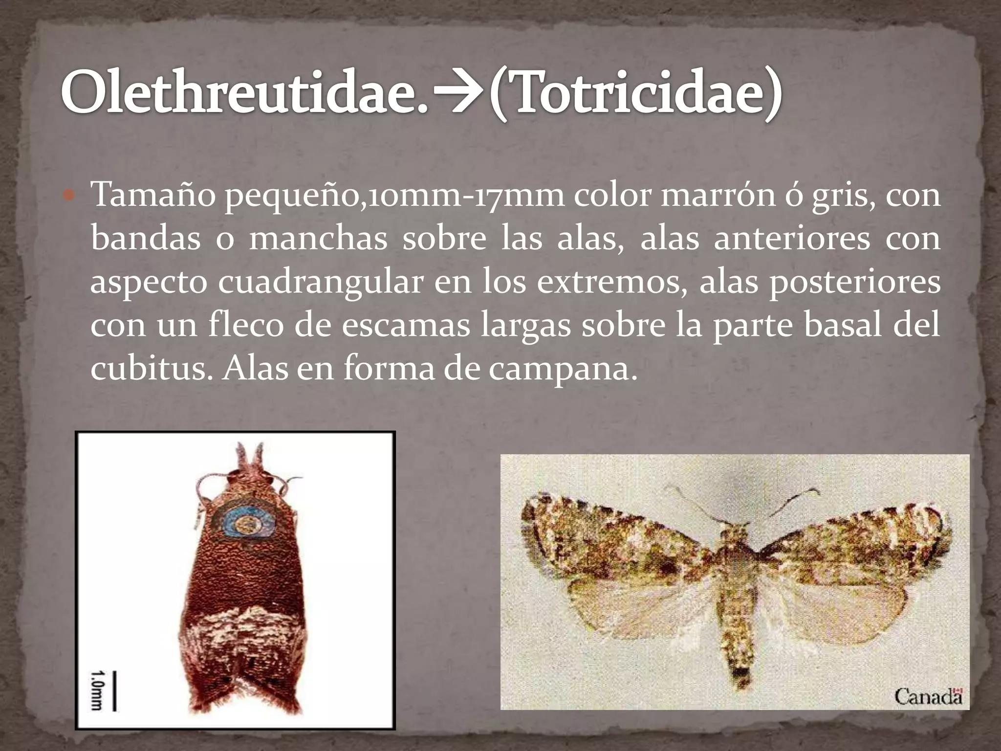  Tamaño pequeño,10mm-17mm color marrón ó gris, con
 bandas o manchas sobre las alas, alas anteriores con
 aspecto cuadrangular en los extremos, alas posteriores
 con un fleco de escamas largas sobre la parte basal del
 cubitus. Alas en forma de campana.
 