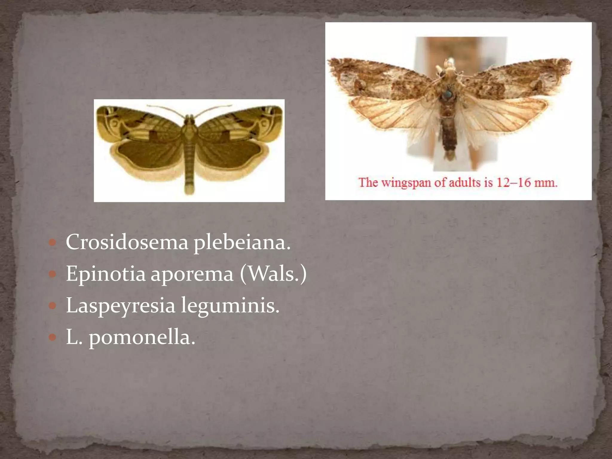  Crosidosema plebeiana.
 Epinotia aporema (Wals.)
 Laspeyresia leguminis.
 L. pomonella.
 